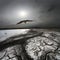 Flight of a seagull over a colliery waste heap