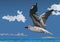 flight of seagull on the sea