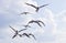 Flight of seagulls