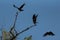 Flight sequence of a black kite perched on the branches of a tree