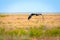 Flight of Steppe eagle or Aquila nipalensis