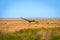 Flight of Steppe eagle or Aquila nipalensis