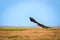 Flight of Steppe eagle or Aquila nipalensis