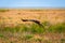 Flight of Steppe eagle or Aquila nipalensis