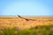 Flight of Steppe eagle or Aquila nipalensis