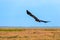 Flight of Steppe eagle or Aquila nipalensis