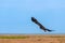 Flight of Steppe eagle or Aquila nipalensis