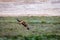 Flight of Steppe eagle or Aquila nipalensis above the ground