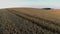 Flight and takeoff above wheat field at sunset, aerial panoramic view.