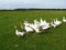 Flight of white geese on a meadow