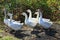 Flight of white geese on the meadow