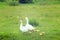 Flight of white geese on the meadow