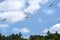 Flight of white swans over trees â€“ blue sky with clouds