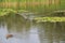 Flight of wild ducks swimming on river with blossoming pink water lily