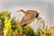The Flight of the Yellow Crowned Night Heron