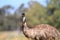 Flightless Australian bird, the Emu