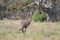 Flightless Australian bird, the Emu