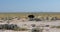 Flightless bird Ostrich, in Etosha, Africa wildlife safari