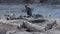 Flightless Cormorant drying wings next to Marine Iguanas on Fernandina Galapagos