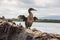 Flightless cormorant opening its tiny wings.