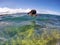 Flightless cormorant at the water surface