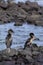 Flightless Cormorants  832720