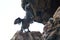 Flightless Cormorants drying wings (Galapagos, Ecuador)