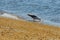 Flightless cormorants hunting fish in a ocean