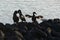 Flightless Cormorants Phalacrocorax harrisi stretching their wings, Punta Espinosa, Fernandina Island, Galapagos Islands