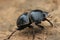 Flightless Dung Beetle