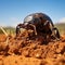 Flightless Dung Beetle in the Addo Elephant National Park