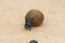 Flightless Dung Beetle, Addo Elephant National Park