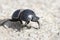 Flightless Dung Beetle, Addo Elephant National Park