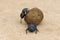 Flightless Dung Beetle, Addo Elephant National Park