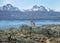 Flightless Steamer-Duck and mountains at Tierra del Fuego National Park in Patagonia - Ushuaia, Tierra del Fuego, Argentina