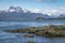 Flightless Steamer-Duck and mountains at Tierra del Fuego National Park in Patagonia - Ushuaia, Tierra del Fuego, Argentina