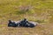 Flightless Steamer Ducks on Carcass Island