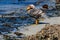 Flightless Steamer Ducks on Carcass Island