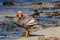 Flightless Steamer Ducks on Carcass Island