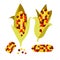 Flint or calico corn vector illustration. Maize ear cob.