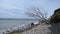 Flint stone beach at Ahrenshoop cliff with driftwood tree on shore. Baltic sea coast landscape. Mecklenburg-Vorpommern