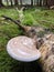 Flipped vertical shot of birch tinder fungus