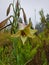 Flipped vertical shot of a lily growing in South Africa