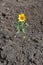 Flipped vertical shot of a single sunflower growing in the soil
