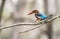 Flipping : White Throated kingfisher - Halcyon smyrnensis