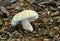 The Flirt fungus - Russula vesca