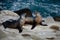Flirting couple of California sea lions near La Jolla Cove