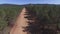 Fliying over firebreak, aerial view with pine tree forest