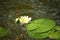 A float next to a water lily. Summer fishing.