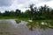 Floated rice field, reflecting palms in the water